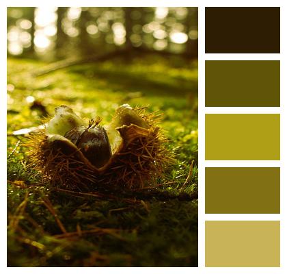 Fruit Edible Light Nature Food Close Up Fall Chestnut Forest Autumn Image
